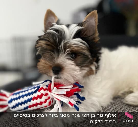 כלב קטן מחזיק צעצוע חבל צבעוני בפה